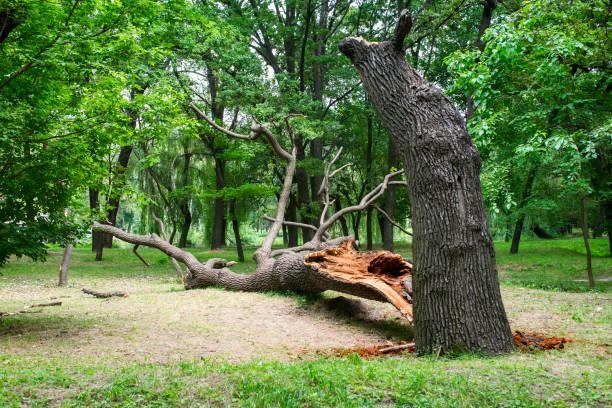 Professional Tree Removal Services in Camanche, IA