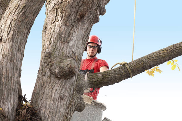 How Our Tree Care Process Works  in  Camanche, IA